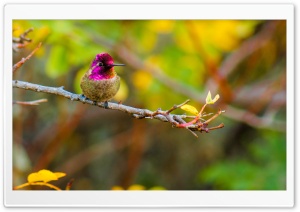 Anna's Hummingbird Perched on a Branch Ultra HD Wallpaper for 4K UHD Widescreen desktop, tablet & smartphone