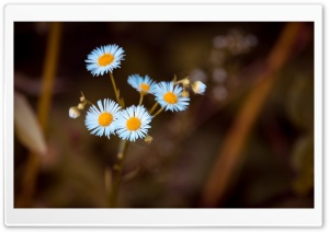 Annual Fleabane Daisy Flower Ultra HD Wallpaper for 4K UHD Widescreen desktop, tablet & smartphone