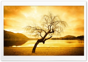 Another Tree In Wanaka Ultra HD Wallpaper for 4K UHD Widescreen desktop, tablet & smartphone
