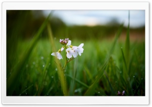 Another white Flower Ultra HD Wallpaper for 4K UHD Widescreen desktop, tablet & smartphone