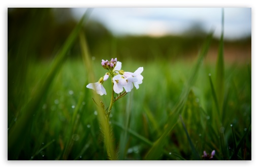 Another white Flower UltraHD Wallpaper for UHD 16:9 ; HD 16:9 ; UltraWide 21:9 24:10 ; Widescreen 16:10 5:3 ; Fullscreen 4:3 5:4 3:2 ; Tablet 1:1 ; Mobile 9:16 2:3 3:5 3:4 ;