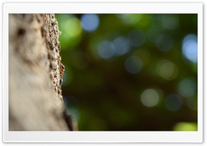 Ant Ultra HD Wallpaper for 4K UHD Widescreen desktop, tablet & smartphone