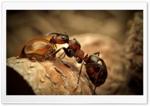 Ant Drinking Water Ultra HD Wallpaper for 4K UHD Widescreen desktop, tablet & smartphone