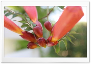 Ant in Flower Ultra HD Wallpaper for 4K UHD Widescreen desktop, tablet & smartphone