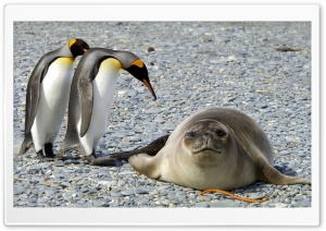 Antarctica Penguins Ultra HD Wallpaper for 4K UHD Widescreen Desktop, Lockscreen, Screensaver, TV, Tablet, Smartphone