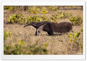 Anteater, Animal, Insectivore, Wildlife, Unique Creature, Biodiversity 4K UHD Wallpaper for Widescreen and UltraWide Desktop, UltraHD TV, Smartphone, Tablet