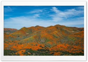 Antelope Valley California Poppy Reserve State Natural Reserve Ultra HD Wallpaper for 4K UHD Widescreen desktop, tablet & smartphone