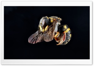 Anthidiellum Notatum Bee Flying Ultra HD Wallpaper for 4K UHD Widescreen desktop, tablet & smartphone