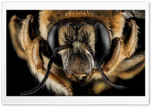 Anthidium Manicatum Bee Macro Photography Ultra HD Wallpaper for 4K UHD Widescreen desktop, tablet & smartphone