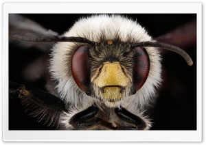 Anthophora Bomboides Bee Macro Photography Ultra HD Wallpaper for 4K UHD Widescreen desktop, tablet & smartphone