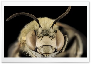 Anthophora Montana Bee Macro Ultra HD Wallpaper for 4K UHD Widescreen desktop, tablet & smartphone
