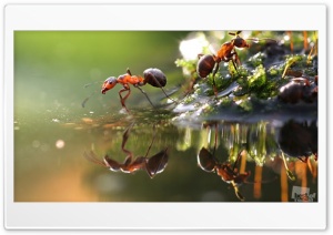 ants Ultra HD Wallpaper for 4K UHD Widescreen Desktop, Lockscreen, Screensaver, TV, Tablet, Smartphone