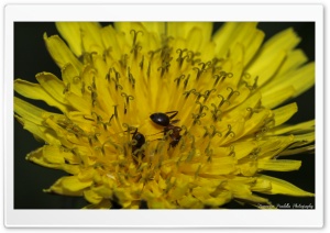 Ants on a yellow flower Ultra HD Wallpaper for 4K UHD Widescreen desktop, tablet & smartphone