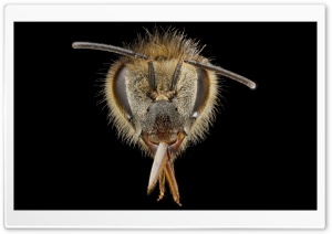 Apis Mellifera Bee Macro Photography Ultra HD Wallpaper for 4K UHD Widescreen desktop, tablet & smartphone