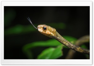 Aplopeltura Boa, the Blunthead Slug Snake Close up Ultra HD Wallpaper for 4K UHD Widescreen desktop, tablet & smartphone