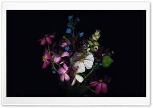 Apple - Flower Ultra HD Wallpaper for 4K UHD Widescreen desktop, tablet & smartphone
