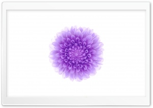 Apple - iOS Flower 2 Ultra HD Wallpaper for 4K UHD Widescreen desktop, tablet & smartphone