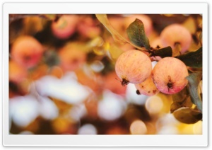 Apple Bokeh Ultra HD Wallpaper for 4K UHD Widescreen desktop, tablet & smartphone