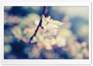 Apple Flower Bokeh Ultra HD Wallpaper for 4K UHD Widescreen desktop, tablet & smartphone