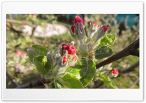Apple Flowers 4K UHD Wallpaper for Widescreen and UltraWide Desktop, UltraHD TV, Smartphone, Tablet