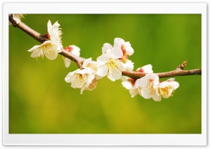 Apple Flowers Branch Ultra HD Wallpaper for 4K UHD Widescreen desktop, tablet & smartphone