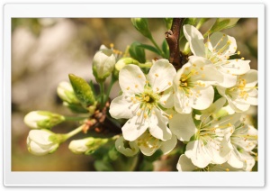 Apple Flowers Bunch Ultra HD Wallpaper for 4K UHD Widescreen desktop, tablet & smartphone