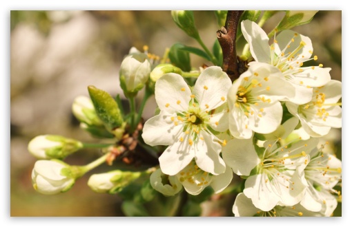 Apple Flowers Bunch UltraHD Wallpaper for HD 16:9 ; Widescreen 16:10 5:3 ; Fullscreen 4:3 5:4 3:2 ; Tablet 1:1 ; Mobile 3:5 3:4 ; Dual 4:3 5:4 ;