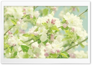 Apple Flowers Springtime Ultra HD Wallpaper for 4K UHD Widescreen desktop, tablet & smartphone