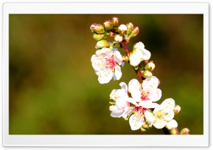 Apple Flowers Twig Ultra HD Wallpaper for 4K UHD Widescreen desktop, tablet & smartphone