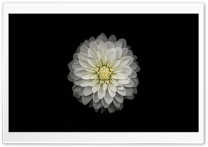 Apple iOS Flower-3 Ultra HD Wallpaper for 4K UHD Widescreen desktop, tablet & smartphone