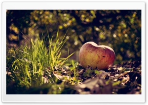 Apple On The Ground Ultra HD Wallpaper for 4K UHD Widescreen desktop, tablet & smartphone