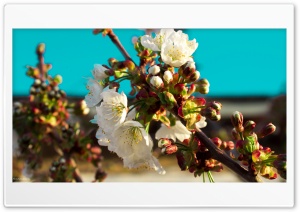 Apple Tree Flowers Ultra HD Wallpaper for 4K UHD Widescreen desktop, tablet & smartphone