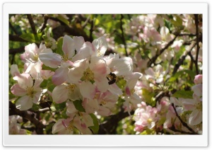 Apple Tree in Bloom Ultra HD Wallpaper for 4K UHD Widescreen desktop, tablet & smartphone