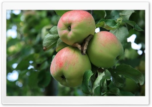 Apple Tree With Green Apples Ultra HD Wallpaper for 4K UHD Widescreen desktop, tablet & smartphone