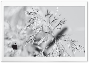 Apple White Edition Ultra HD Wallpaper for 4K UHD Widescreen desktop, tablet & smartphone