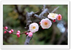 Apricot Blossoms Ultra HD Wallpaper for 4K UHD Widescreen desktop, tablet & smartphone