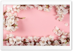 Apricot, Blossoms, Flowers, Branches, Floral, Pink, Spring 4K UHD Wallpaper for Widescreen and UltraWide Desktop, UltraHD TV, Smartphone, Tablet