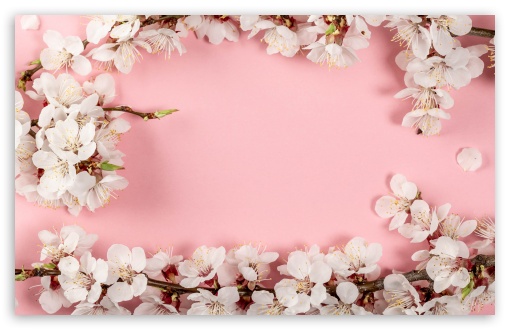 Apricot, Blossoms, Flowers, Branches, Floral, Pink, Spring UltraHD Wallpaper for UHD 16:9 ; HD 16:9 ; UltraWide 21:9 24:10 32:9 32:10 ; Widescreen 16:10 5:3 ; Fullscreen 4:3 5:4 3:2 ; Tablet 1:1 ; Mobile 9:16 9:19.5 9:20 9:21 9:22 10:16 2:3 3:5 3:4 ; Dual 16:10 5:3 16:9 4:3 5:4 3:2 ;