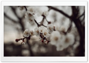Apricot Flower Ultra HD Wallpaper for 4K UHD Widescreen desktop, tablet & smartphone