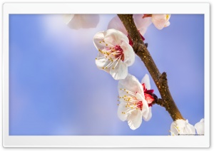Apricot Flowers Ultra HD Wallpaper for 4K UHD Widescreen desktop, tablet & smartphone
