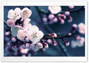 Apricot Flowers Close Up Ultra HD Wallpaper for 4K UHD Widescreen desktop, tablet & smartphone