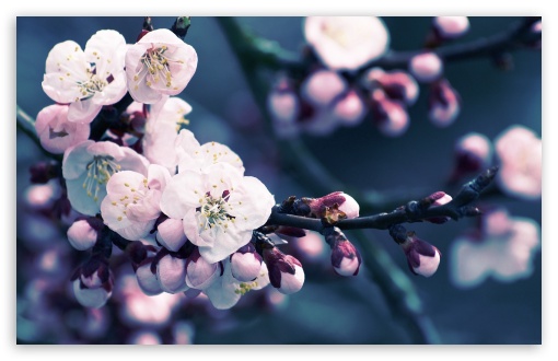 Spring Season Flowers Ultra HD Desktop Background Wallpaper for 4K UHD TV :  Multi Display, Dual Monitor : Tablet : Smartphone