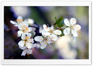 Apricot Flowers Macro Ultra HD Wallpaper for 4K UHD Widescreen desktop, tablet & smartphone