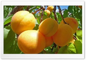 Apricot Fruits Ultra HD Wallpaper for 4K UHD Widescreen desktop, tablet & smartphone