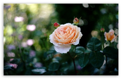 Apricot Tamora English Rose in Full Bloom UltraHD Wallpaper for UHD 16:9 ; HD 16:9 ; UltraWide 21:9 24:10 32:9 32:10 ; Widescreen 16:10 5:3 ; Fullscreen 4:3 5:4 3:2 ; Tablet 1:1 ; Mobile 9:16 9:19.5 9:20 9:21 9:22 10:16 2:3 3:5 3:4 ; Dual 16:10 5:3 16:9 4:3 5:4 3:2 ;