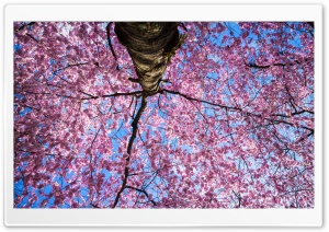 April, Pink Sakura, Tree, Nature Photography Ultra HD Wallpaper for 4K UHD Widescreen desktop, tablet & smartphone