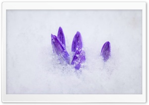April Snow, Crocus Flowers, Nature Photography Ultra HD Wallpaper for 4K UHD Widescreen desktop, tablet & smartphone