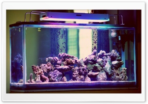 Aquarium Ultra HD Wallpaper for 4K UHD Widescreen desktop, tablet & smartphone