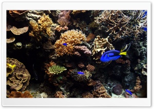 Aquarium Fish Ultra HD Wallpaper for 4K UHD Widescreen desktop, tablet & smartphone
