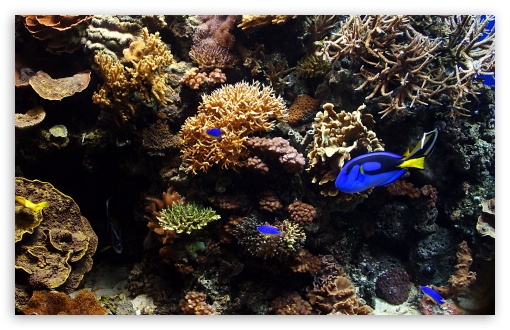 Aquarium Fish Ultra HD Desktop Background Wallpaper for 4K UHD TV :  Widescreen & UltraWide Desktop & Laptop : Tablet : Smartphone